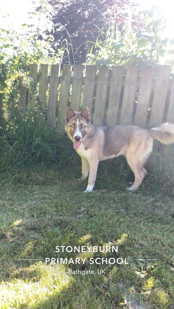 Husky x Akita huskita 