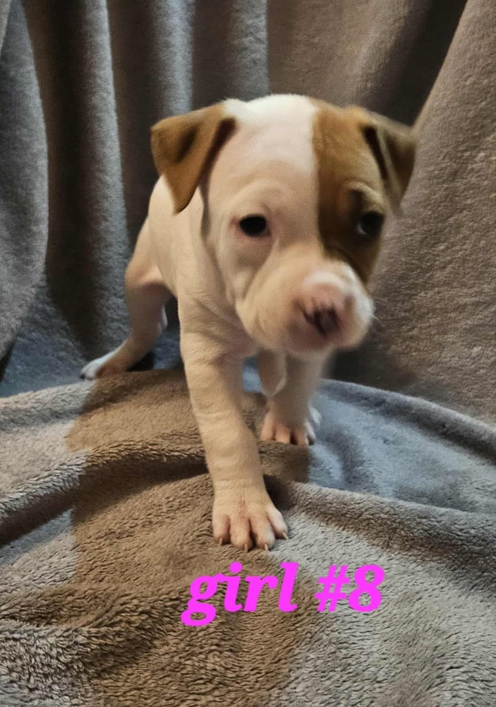 American bulldog puppies ❇️£395 read the info❇️