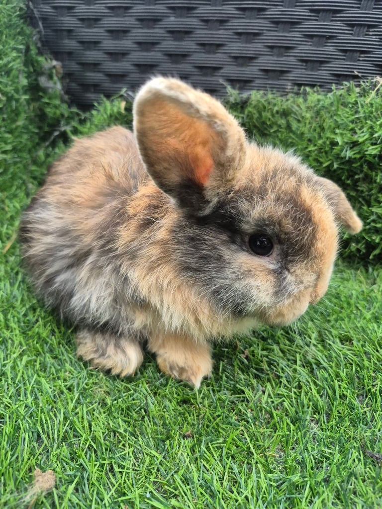 image for 8 week old holland lops for new homes 