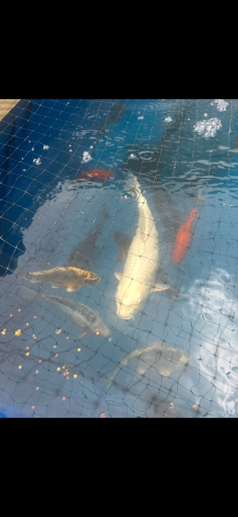 Koi pond with koi