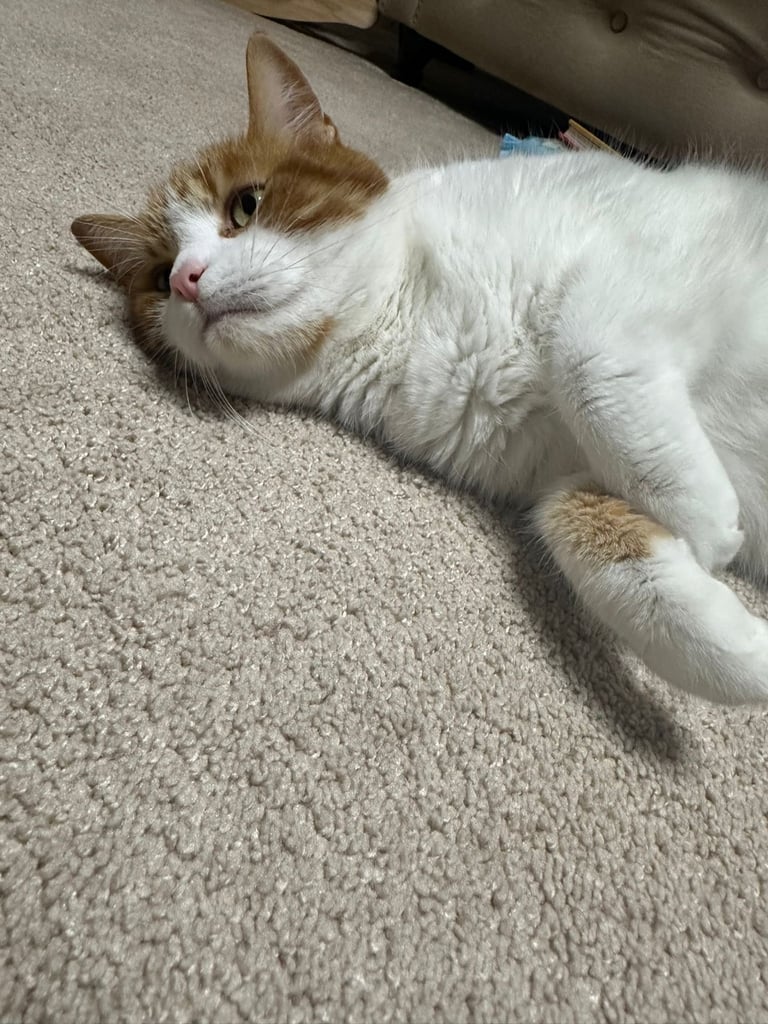Tyson male cat
