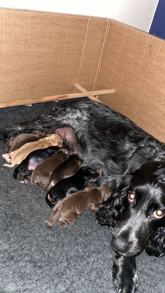 Cocker Spaniel Puppies 