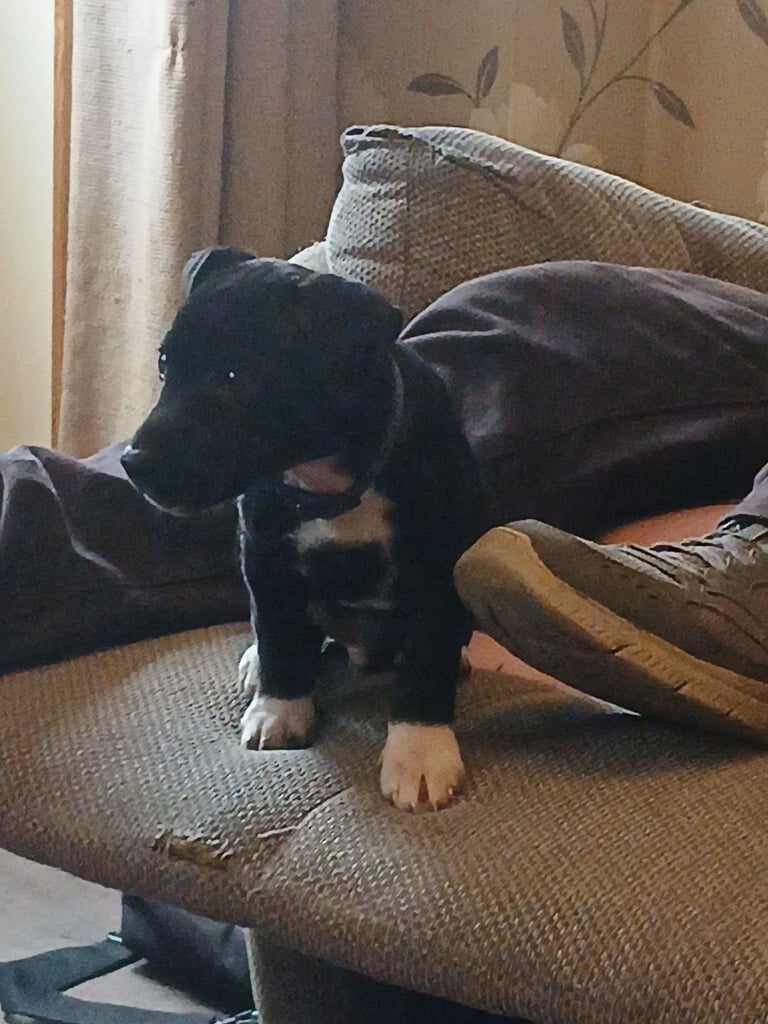 Two puppies left 