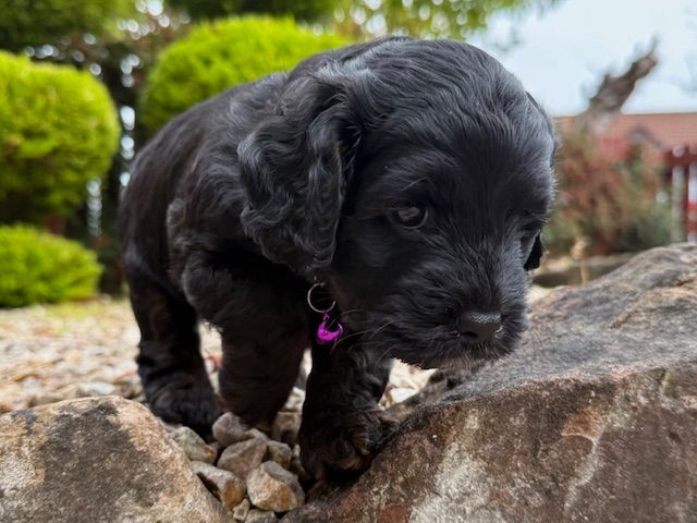 Cockapoo Girl Puppy F1 : 6weeks Old