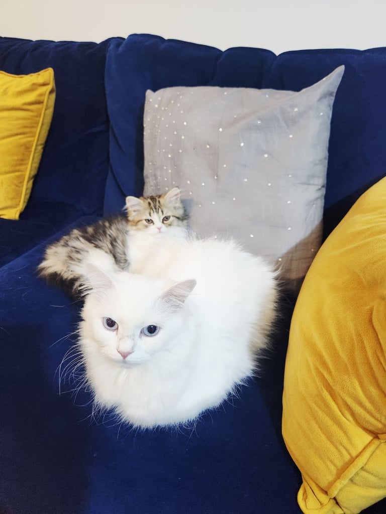 Pure persian doll face chinchilla kitten 