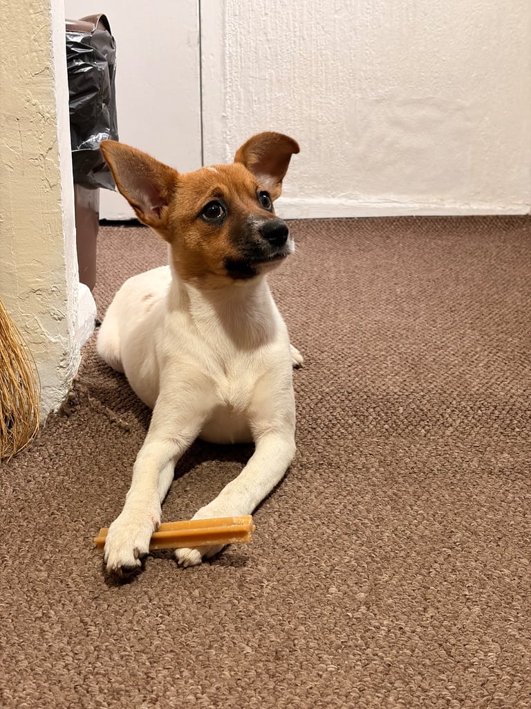 Jack Russell puppy