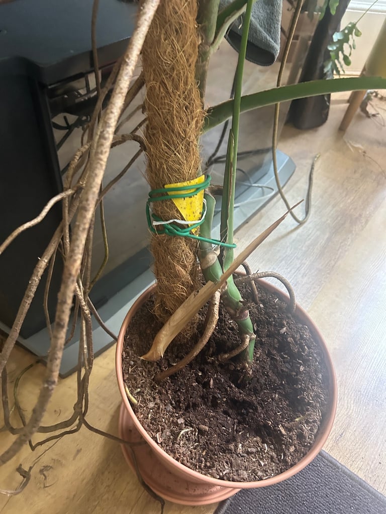 Giant Monsterra plant
