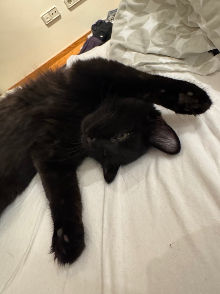 Affectionate, black Siberian-mix  11 months kitten