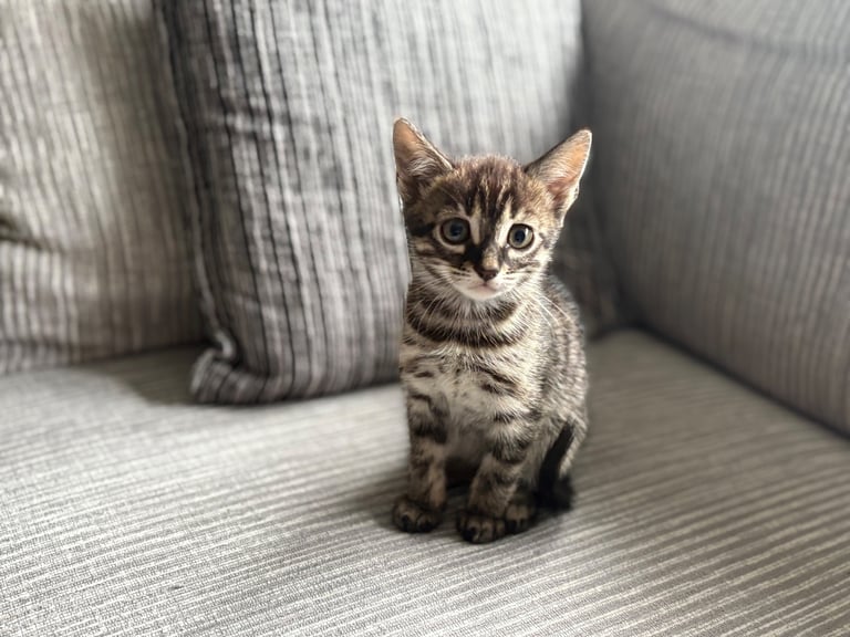 Russian Blue Bengals for Sale