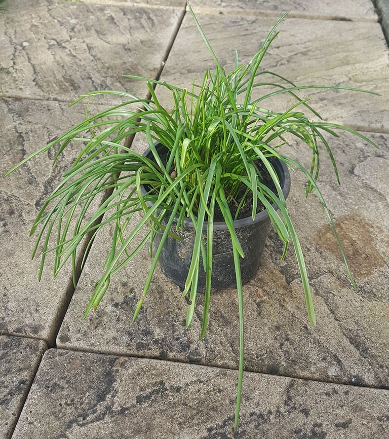 Large Muscari / Grape Hyacinth Pots - £2 each