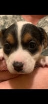 Gorgeous Chihuahua/Jack Russell/Patterdale puppies 