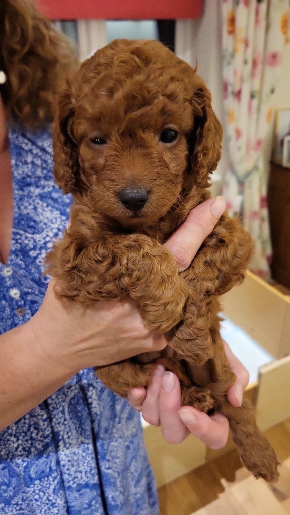Golden and Red F1b cockapoo pups 