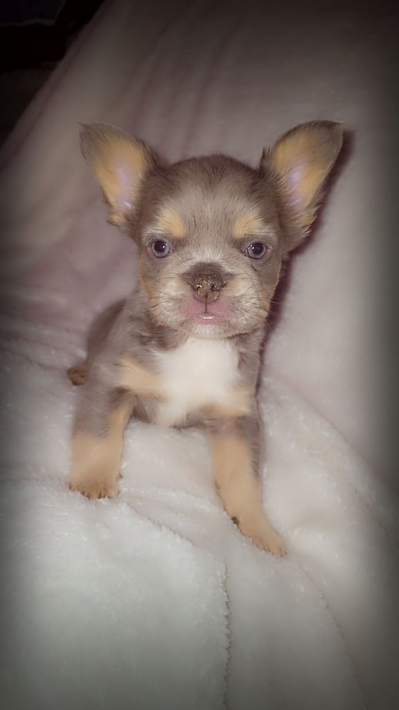 Fluffy isabella and tan frenchbulldogs READY TO LEAVE NOW