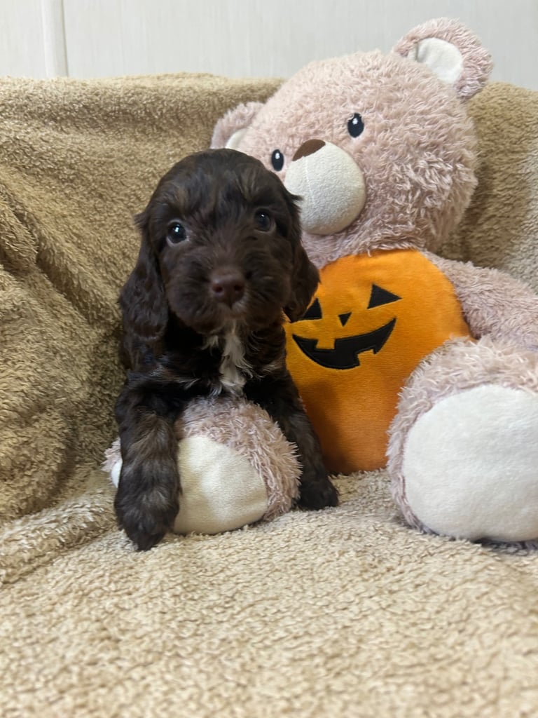Beautiful Cockerpoo Puppies