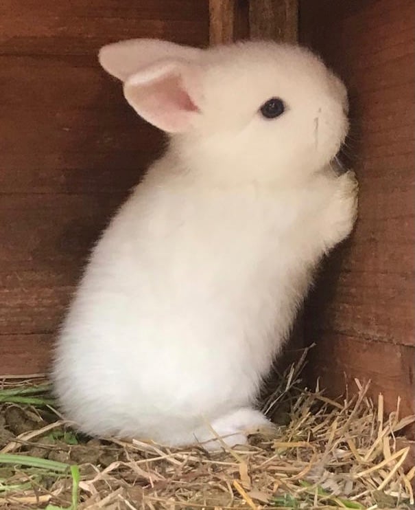 Gorgeous Pure White baby rabbit with blue eyes