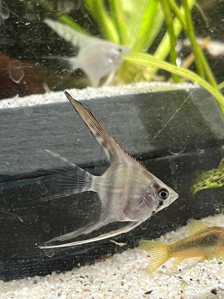 Longfin silver pinoy angelfish. 