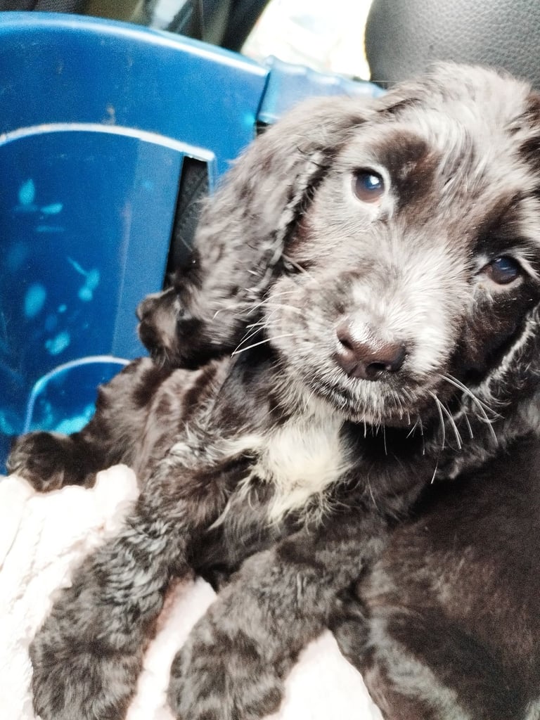 Beautiful FULL BREED cocker spaniels 