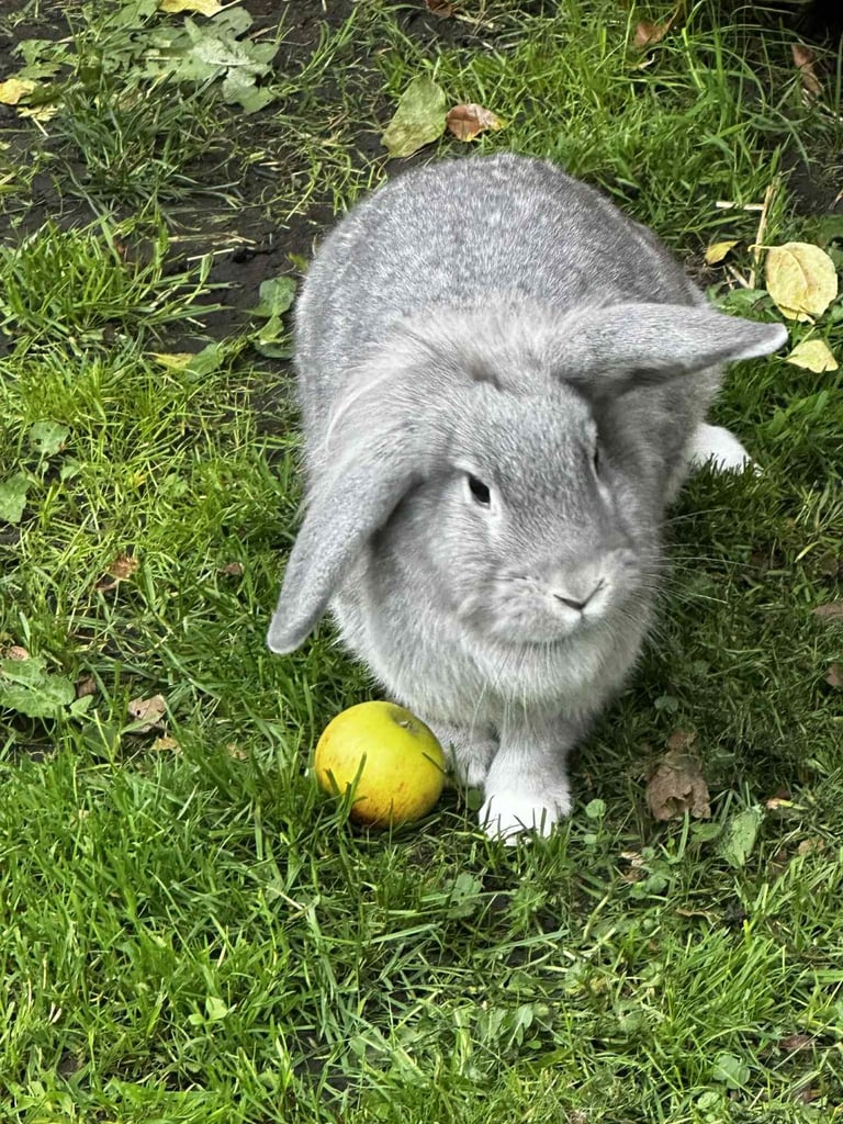 Two rabbits 5 months old. £80 for one