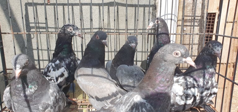 Pakistani Highflyer Pigeons For Sale