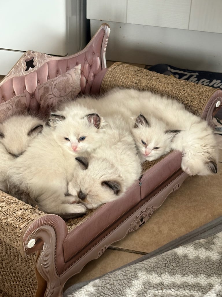 Purebred Ragdol’s 