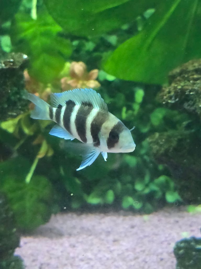 image for 4ft fish tank