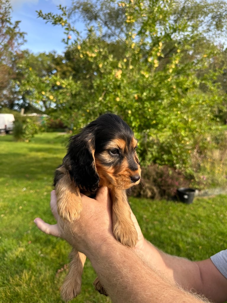 ONLY 3  LEFT Cocker show type spaniel puppy’s 
