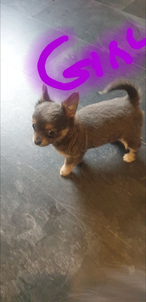 Long haired chihuahua puppys £1100