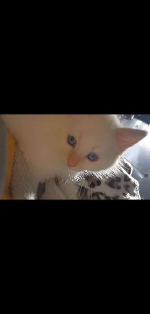 2 very cute & playful kittens for sale 