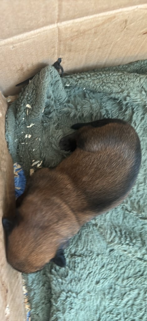 Belgian malinois puppies