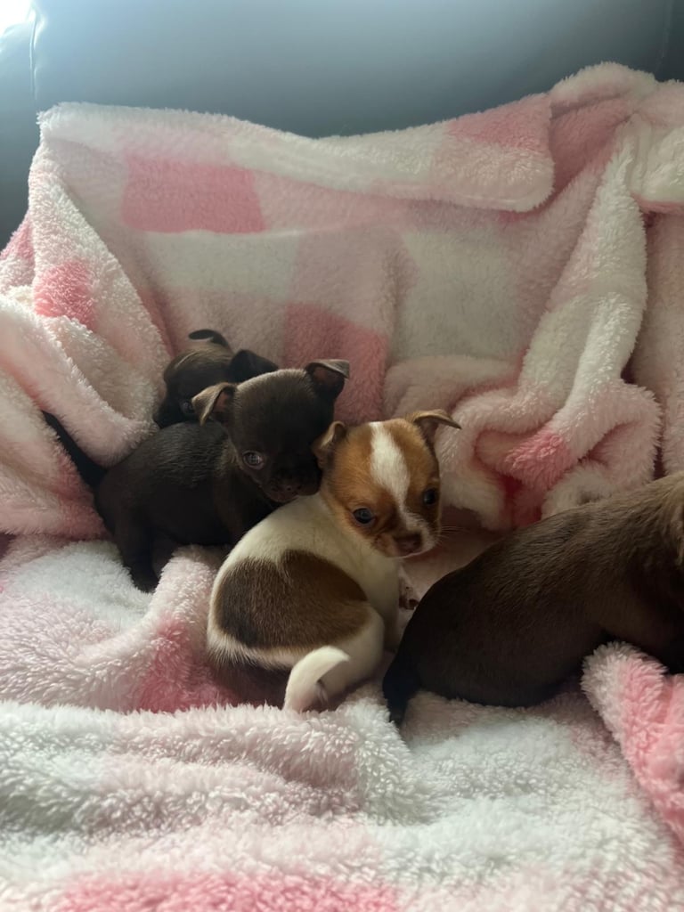 Beautiful chihuahua fur babies male and female