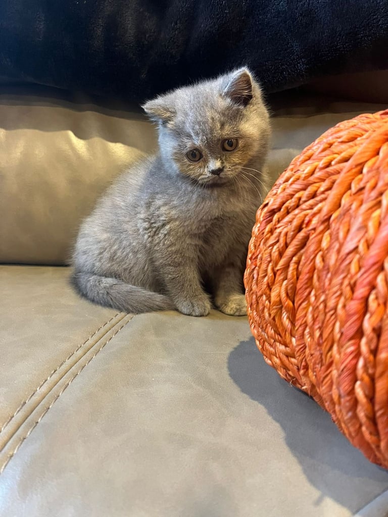 British shorthair 