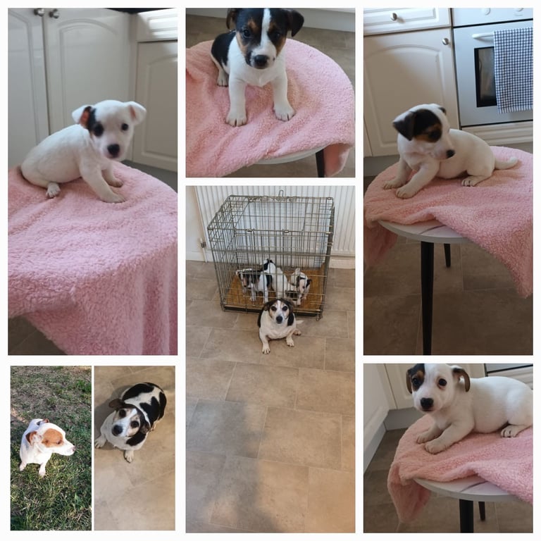 Jack Russell puppy’s 