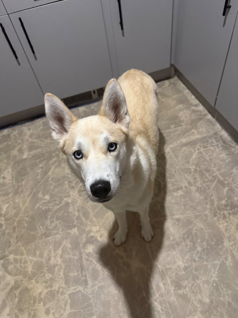 Female husky
