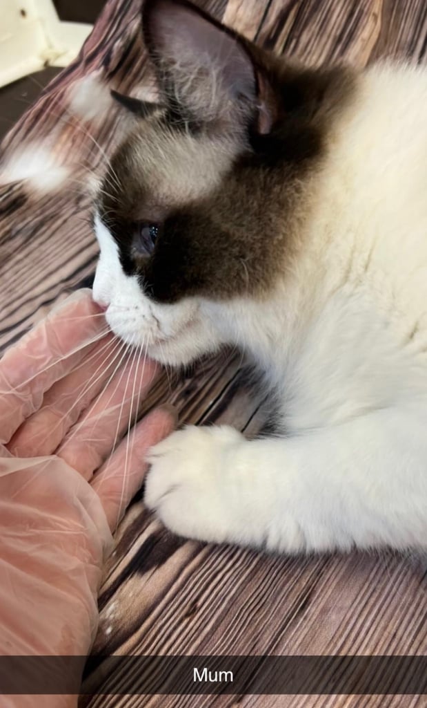 Ragdoll kittens for sale GCCF 