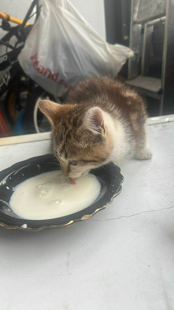 image for kittens 7 weeks old 1 male 1 female