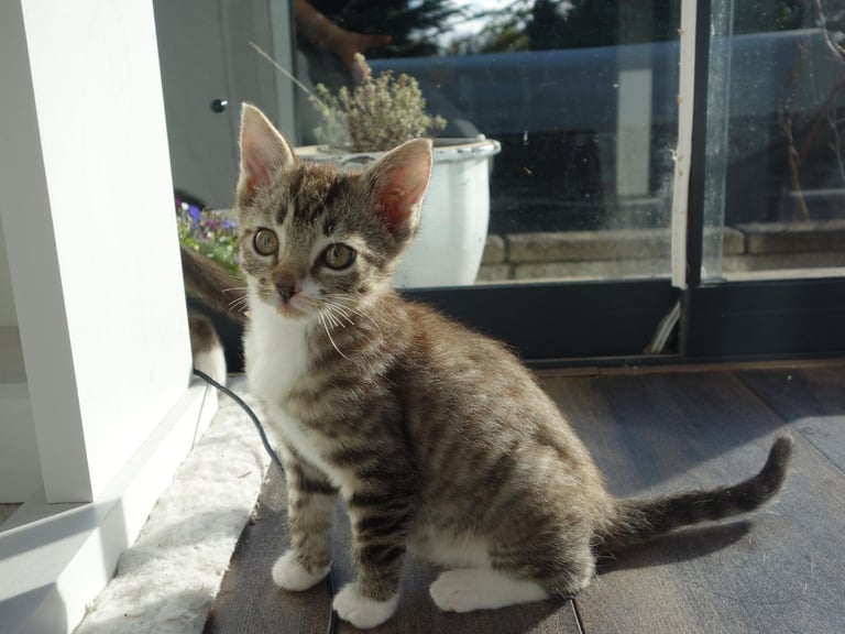 Ragdoll and Domestic Short Hair mix kitten female