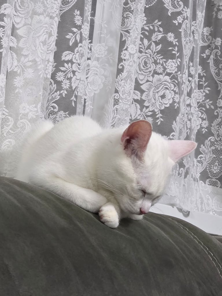 Turkish angora female kitten