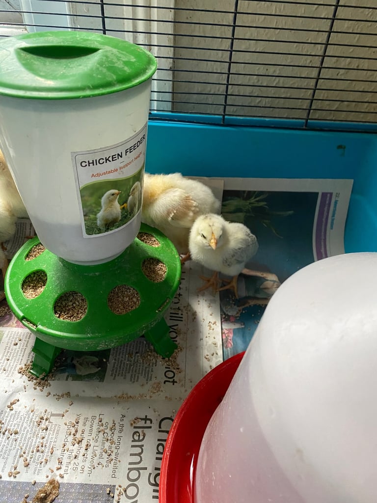 4 Aseel chicks and 2 Brahma chicks for sale