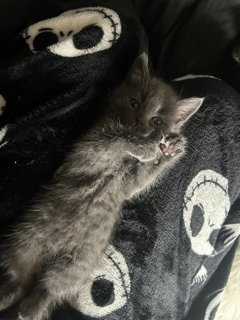 two beautiful kittens