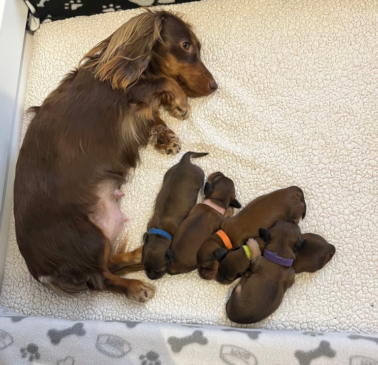 Pedigree family owned miniature longhaired dachshund puppy's in Southampton