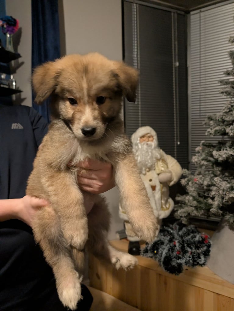 Bernese mountain dog X white swiss Shepard 