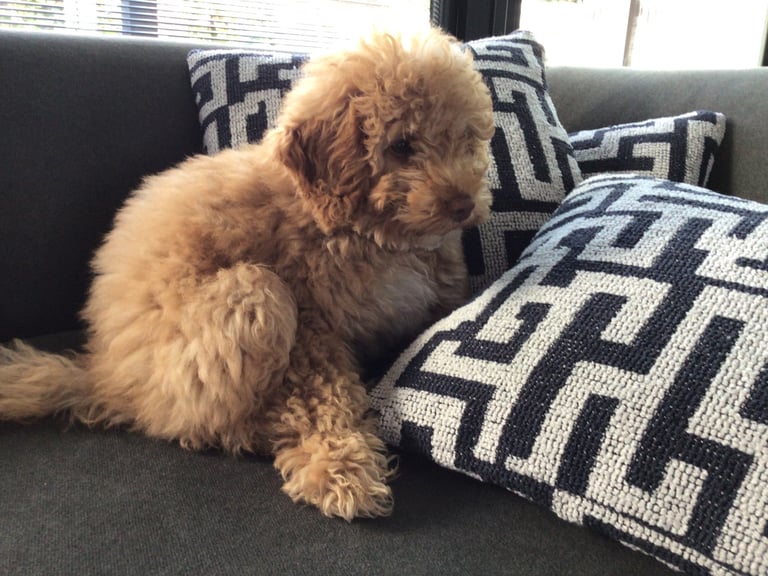 Cockapoo