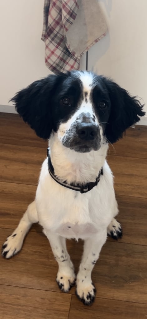 Springer Spaniel Puppy