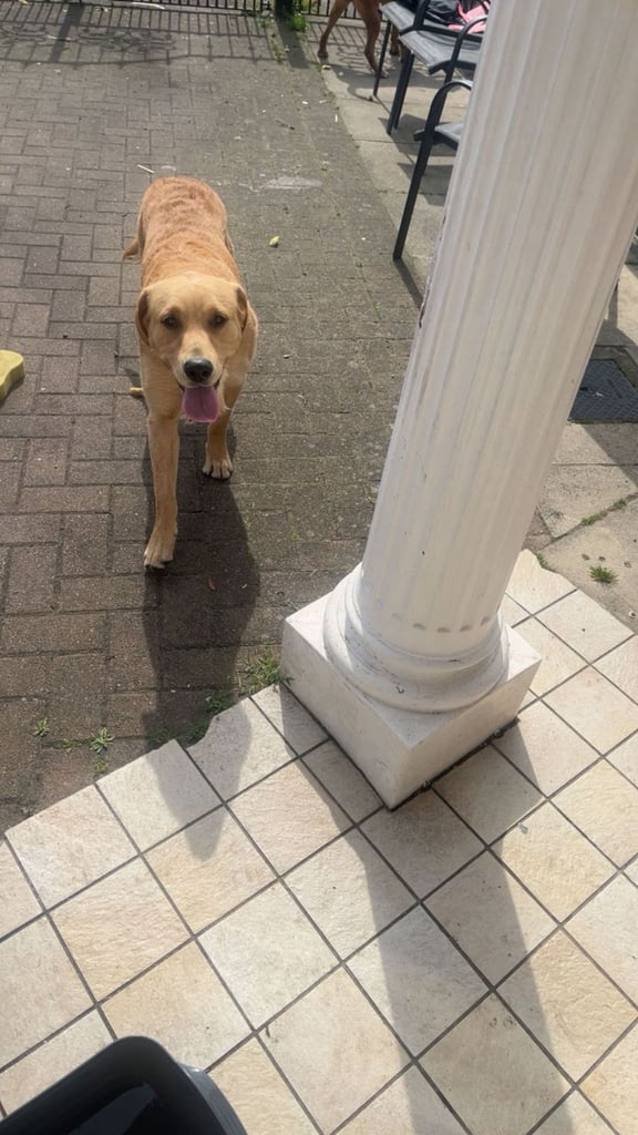 Dog for rehome