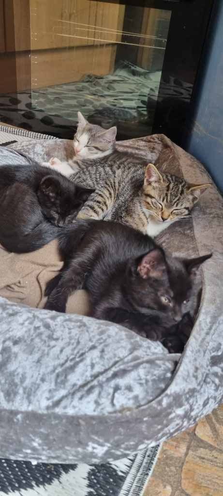 3 Cute kittens for sale.