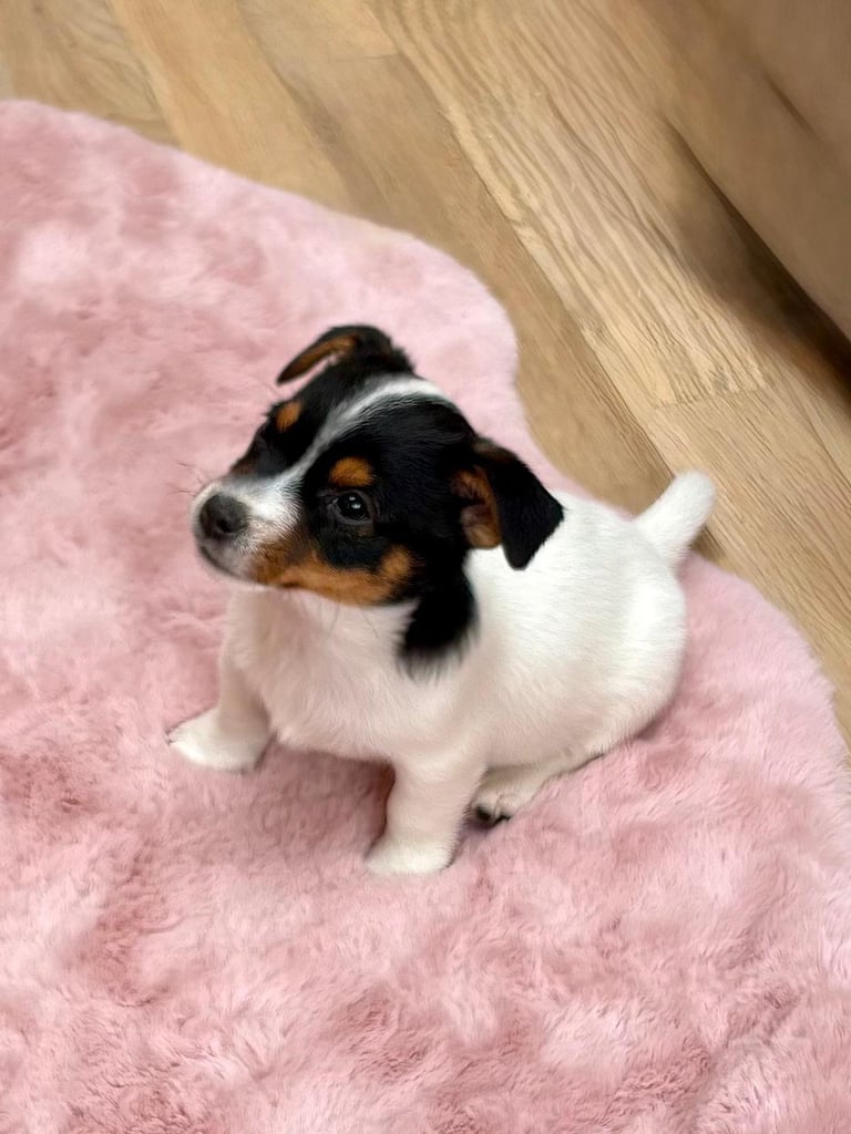 Traditional Miniature Jack Russell Puppies!