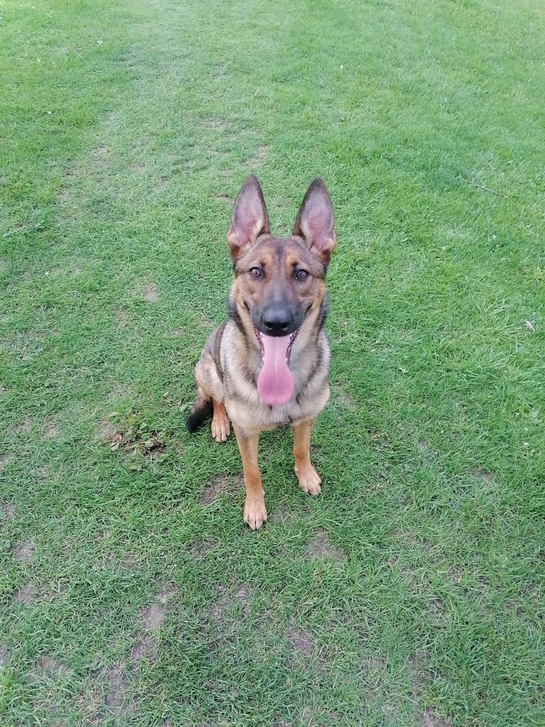 Belgian Malinois x Dutch shepherd 