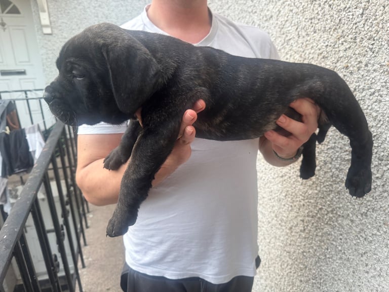 Cane corso boy 