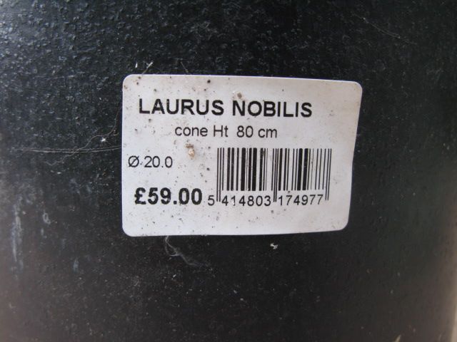 Laurus Nobilis plant
