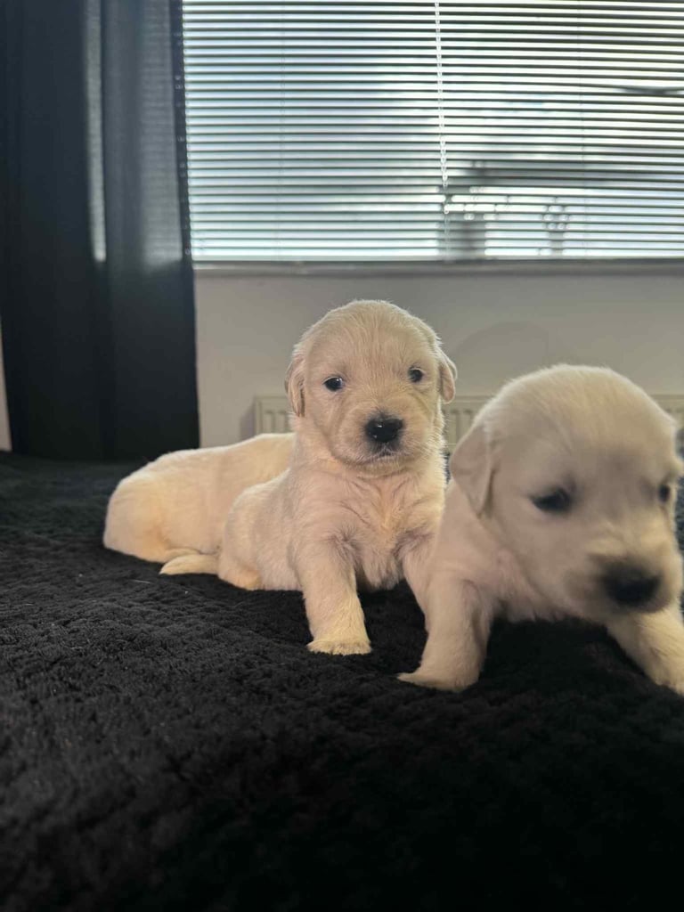 3 Golden Retriver Puppy’s 